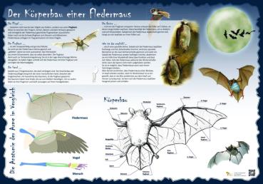 Bild- und Lehrtafel: Der Körperbau einer Fledermaus